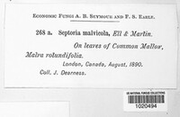 Septoria malvicola image